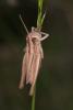 Euchorthippus elegantulus